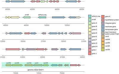 New Mutations in cls Lead to Daptomycin Resistance in a Clinical Vancomycin- and Daptomycin-Resistant Enterococcus faecium Strain